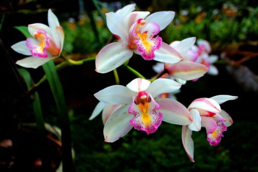 macetas para orquideas ikea