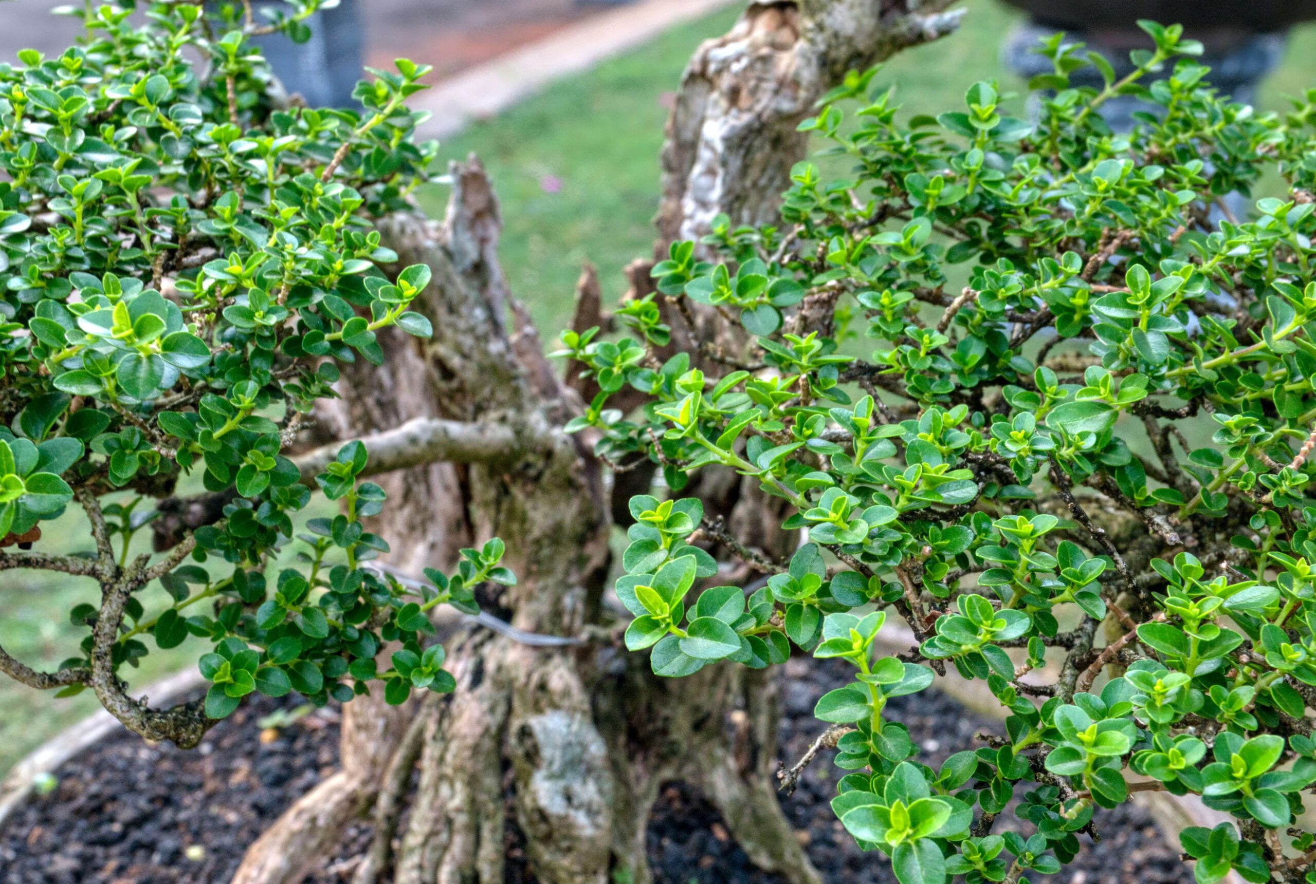 regaderas para bonsai